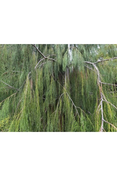 Кипарисовик Імбріката Пендула - звисаючі пагони